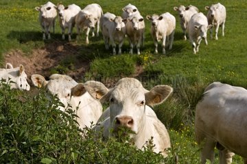 Herde der Kühe Rasse 'Charolaise' Charolais Frankreich