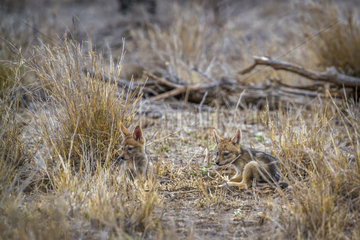 Young Black-backed jackal (Canis mesomelas) in Kruger National park  South Africa