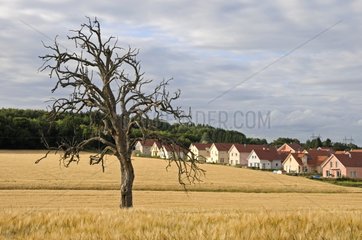 Old dead fruit tree in a field and allotment Doubs France