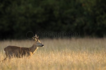 Roebuck in a meadow at dawn in the Bourgogne France