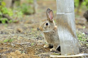 European rabbit careful in a vineyard Bourgogne France