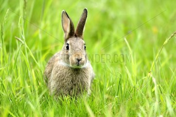 European rabbit in a meadow in the Bourgogne France