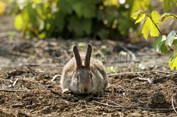 European rabbit in a vineyard in the Bourgogne France