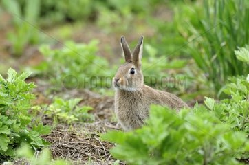 European rabbit careful around Bourgogne France