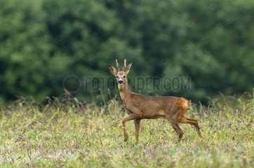 Roebuck careful around in a meadow in Bourgogne France