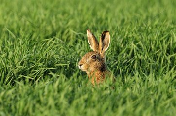 European Hare careful around in a field Bourgogne France