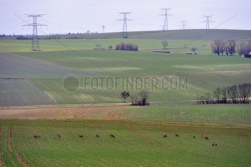 Herd of Roedeers in a field at dawn in Bourgogne France