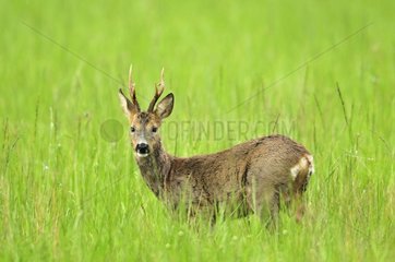Roebuck alerted in a meadow in Bourgogne France