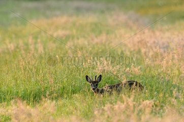 Roe female careful around in a meadow France
