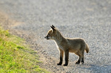 Fox cub on a road observing a herd of goats France