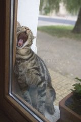 Katze gähnt gegen ein Fenster