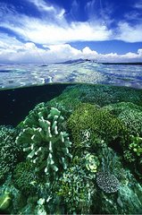 Coral Reef Indonesia