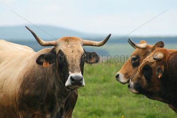 Two Aubrac cows and one bull Aubrac Lozère Fance
