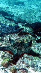 Panamic Cushion Stars on the bottom - Galapagos Islands
