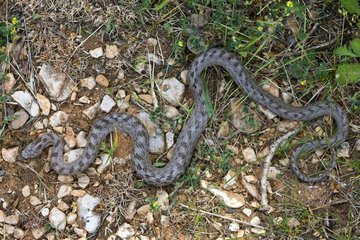 Southern smooth snake on ground Provence France
