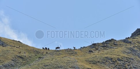 Red Deer (Cervus elaphus) males and herd  Abruzzo  Italy