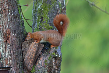 Eurasian red Squirrel (Sciurus vulgaris) looking for a nut  Normandy  France