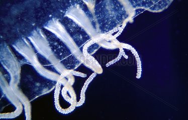 Jellyfish Tentacule 20cm summer Méditerranée France