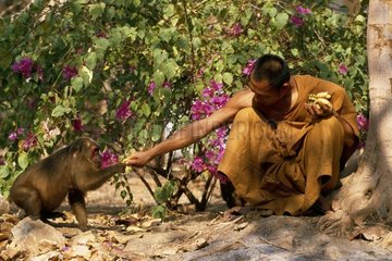 Mönch nährt eine braune Makaken -Thailand