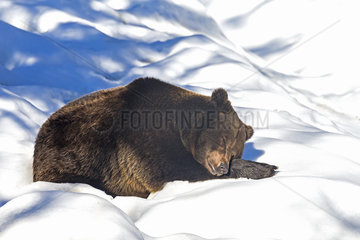 Brown Bear (Ursus arctos) sleeping in the snow  Sneznik Reserve  Slovenia