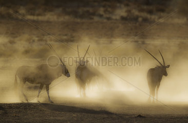 Gemsbok (Oryx gazella). Nervous and raising lots of dust in the early morning. Kalahari Desert  Kgalagadi Transfrontier Park  South Africa.