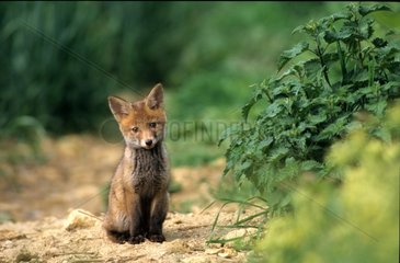 Fox cub at the exit of its burrow