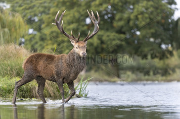 Red deer (Cervus elaphus) Stag walking in a lake  England  Autumn