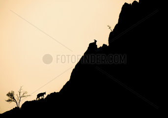 Alpine Ibex (Capra ibex) on a slope at dusk  Alps  France