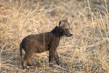 Spotted hyena (Crocuta crocuta)  young  Mala Mala game reserve  South African Republic