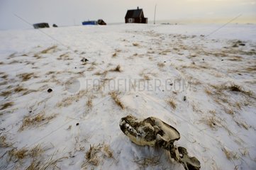 Skull dog in abandoned village of Cap Hope Greenland