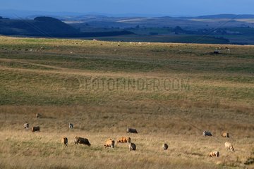 Lanscape of Aubrac plateau with herd of cows Lozere France