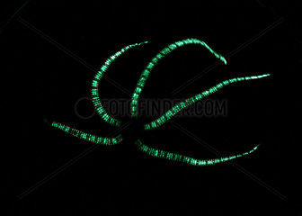 Green Bioluminescence of a Brittle Star (Ophionereis sp)  Australia