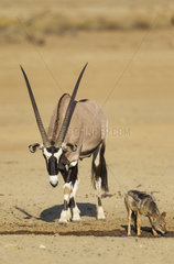 Gemsbok (Oryx gazella) male and Black-backed Jackal (Canis mesomelas). At a waterhole. Kalahari Desert  Kgalagadi Transfrontier Park  South Africa.