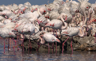 Great Flamingo (Phoenicoptrus roseus) Fangassier pond colony  Camargue  France