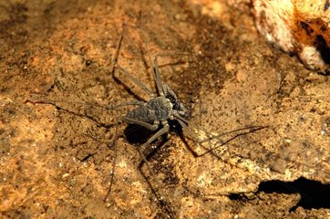 Cave Spider in the cave of Venado Costa Rica