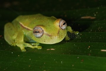 Glass Treefrog on a leaf French Guiana