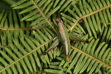 Grasshopper (Eumastacidae sp)  Andasibe  Perinet  Alaotra-Mangoro Region  Madagascar