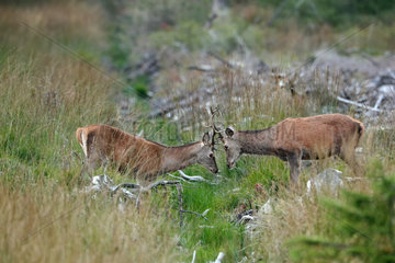 Red deer (Cervus elaphus) Playful fighting of young males in autumn  Ardennes  Belgium