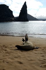 Lion de mer des Galapagos devant Pinnacle Rock Bartolomé