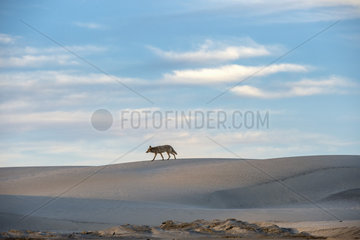 Coyote (Canis latrans) in sand dunes  Baja California  Mexico