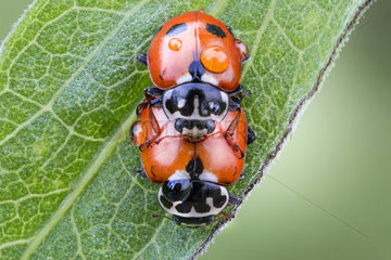 Two mating ladybugs with drops of tew on their bodies  Luzzara  Reggio Emilia  Italy