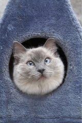 Junge Ragdoll -Katze in Housecat