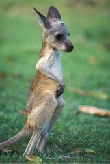 Portrait of young Eastern Grey Kangaroo Cania Gorge NP
