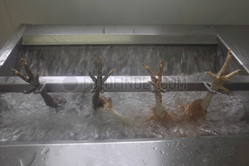Organic poultry washing after slaughter  Provence  France