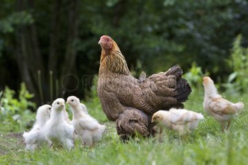 Group of chicks near their mother Niederbruck France