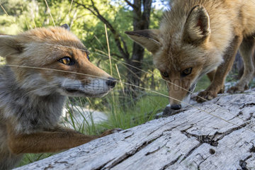 Portrait of Red Foxes (Vulpes vulpes) in the undergrowth  Cazorla Natural Park  Andalusia  Spain