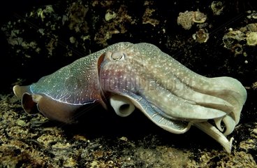 Giant Cuttlefish in Indian ocean South Australia