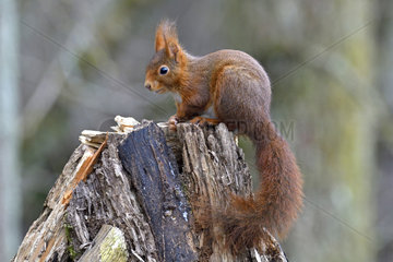Red squirrel (Sciurus vulgaris) on a stump  Nommay  Doubs (25)  Franche-Comte  France