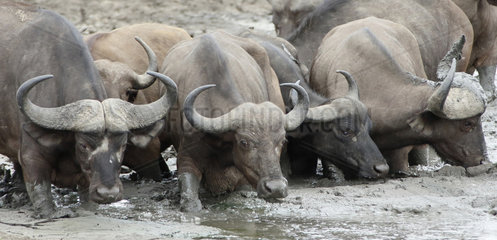 African Buffalo (Syncerus caffer) drinking from a waterhole during drought  Kruger  South Africa