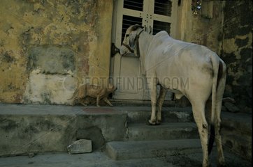 Cow and cat in front of a door India